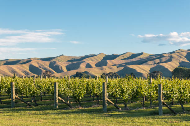istock sunset over vineyard with rolling hills in background 1058284734