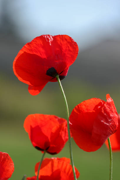 istock The poppies are delicate flowers 1058284924