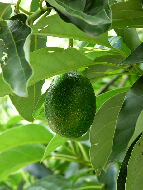 Reed Avocado