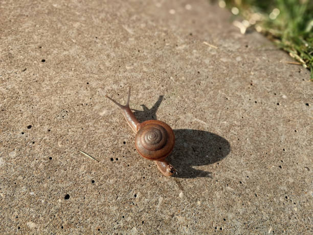 istock Curious snail crawling on concrete asphalt road 1058290894