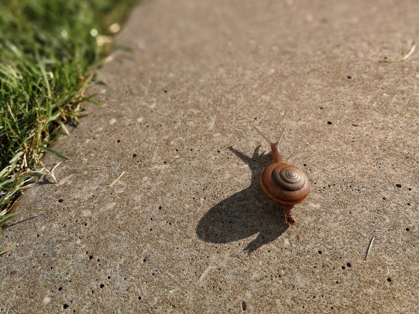istock Curious snail crawling on concrete asphalt road 1058290902