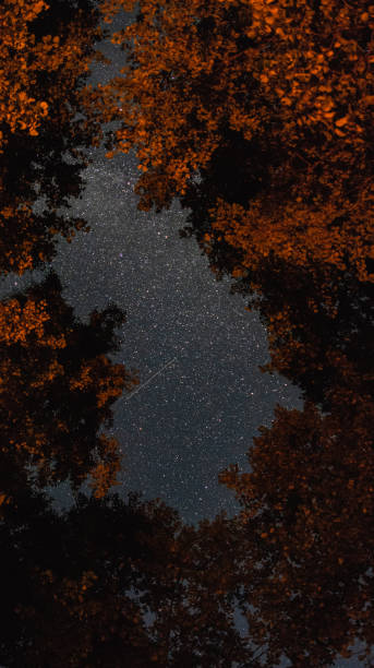 istock View of the night sky through the trees 1058291636