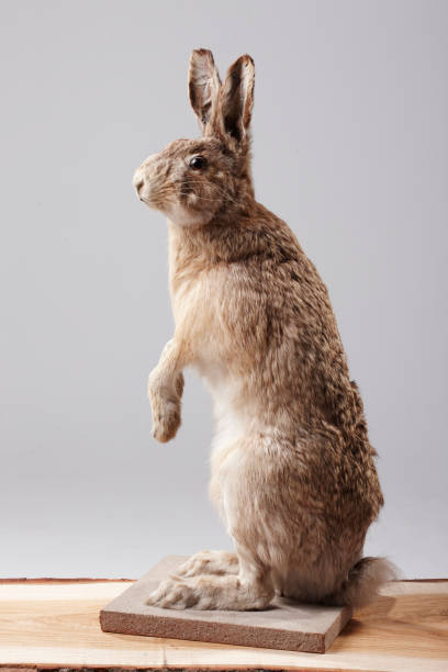 istock Stuffed hare sitting on a piece of wood 1058291818
