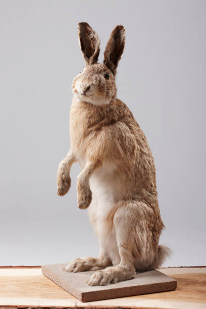 Stuffed hare sitting on a piece of wood A stuffed hare sitting on its backfeeds on a piece of wood photographed close-up with a grey background standing on a table taxidermy stock pictures, royalty-free photos & images