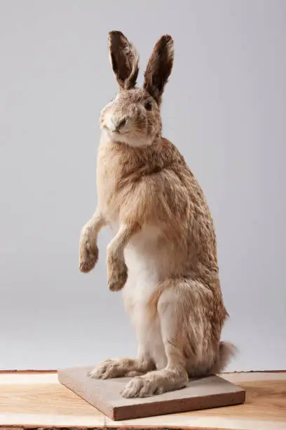 Photo of Stuffed hare sitting on a piece of wood