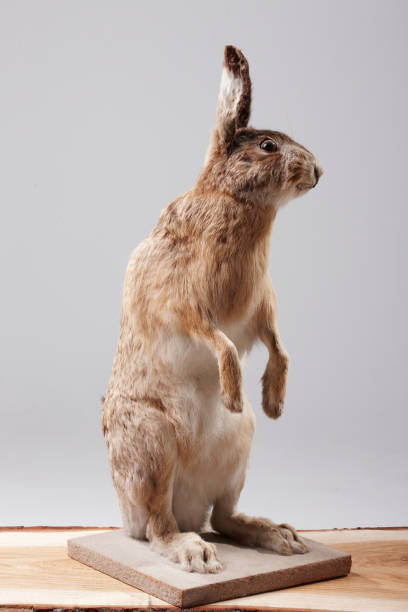 istock Stuffed hare sitting on a piece of wood 1058291872