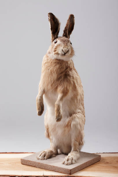 Stuffed hare sitting on a piece of wood
