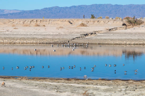 istock Birdlife at Salton Sea 1058293496