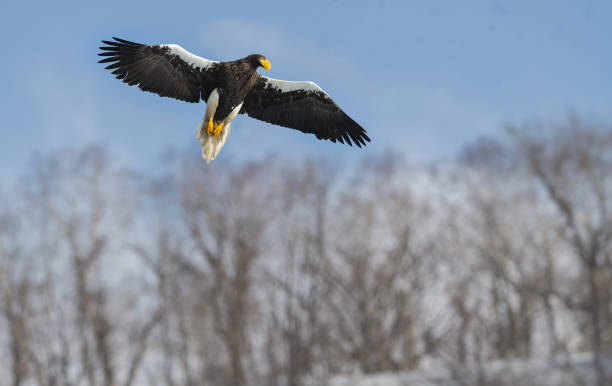istock Adult Steller's sea eagle in flight. 1058294890