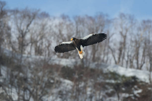 istock Adult Steller's sea eagle in flight. 1058294904