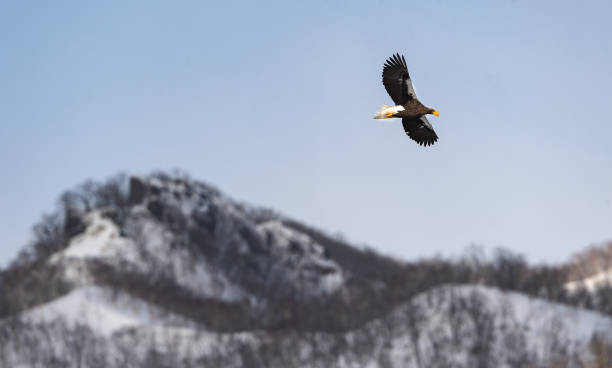istock Adult Steller's sea eagle in flight. 1058294912