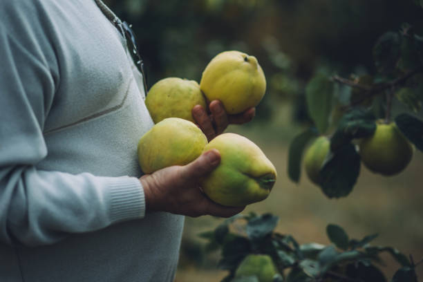 istock Senior man picking quince in an orchard 1058296400