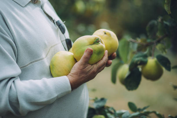 istock Senior man picking quince in an orchard 1058296416