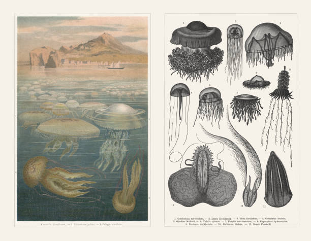ilustraciones, imágenes clip art, dibujos animados e iconos de stock de medusas, litografía y grabados en madera, publicados en 1897 - jellyfish moon jellyfish underwater wildlife