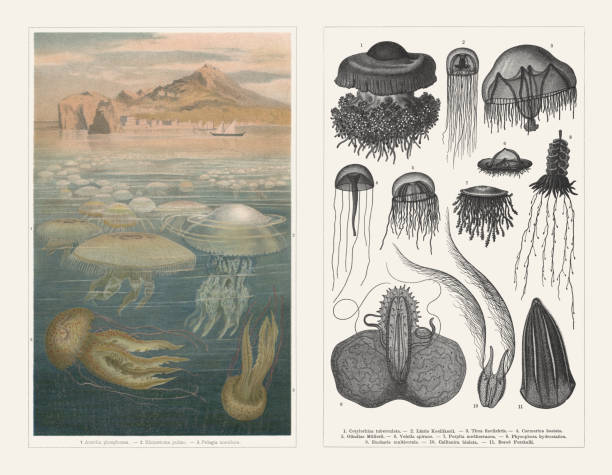 해파리, 석판 화, 나무 조각, 1897 년에 출판 - jellyfish moon jellyfish underwater wildlife stock illustrations