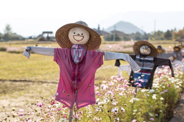 Paddy field with scarecrow and cosmos flower