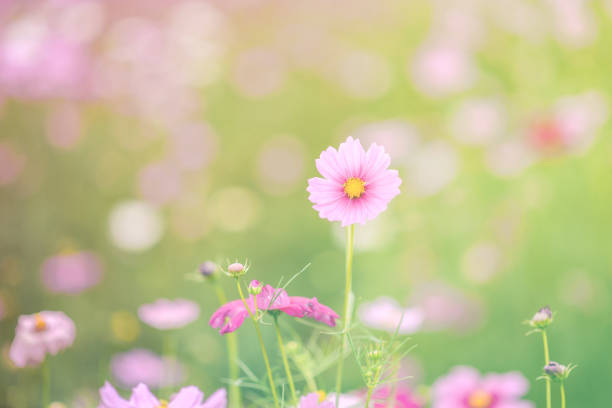 istock blur flowers  for background 1058299602