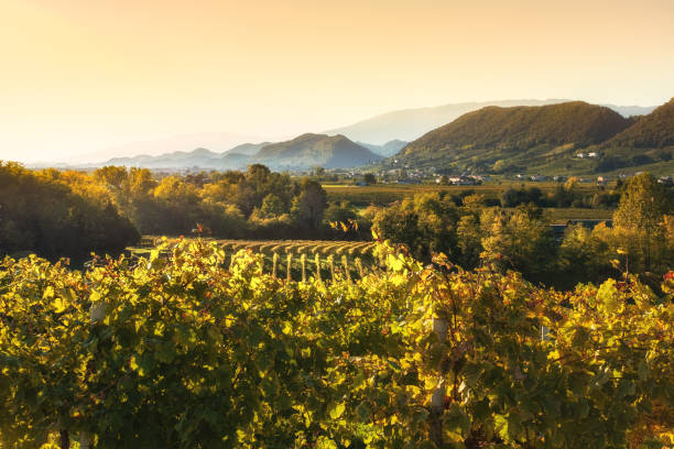 istock Refrontolo (TV) -Gold sunset on the Prosecco vineyards 1058299696