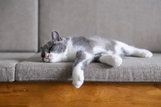 Photo of British short hair Cat in bed