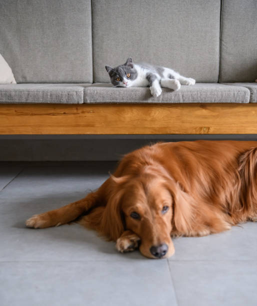 istock Golden Retriever and Kitten 1058300176