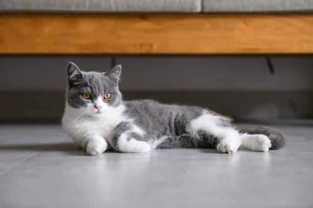 istock Cute British short Hairy cat 1058300238