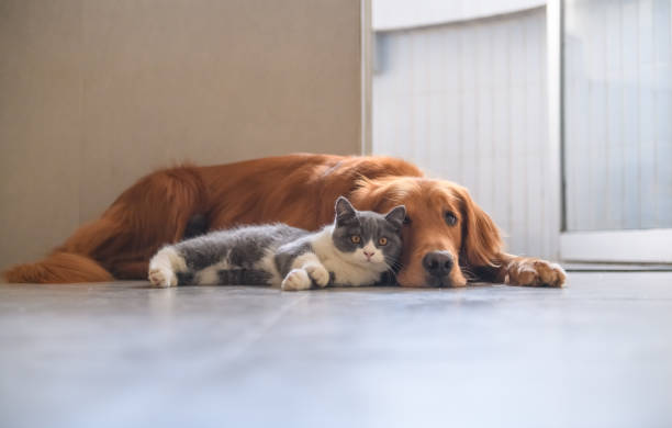 istock Golden Retriever and Kitten 1058300290