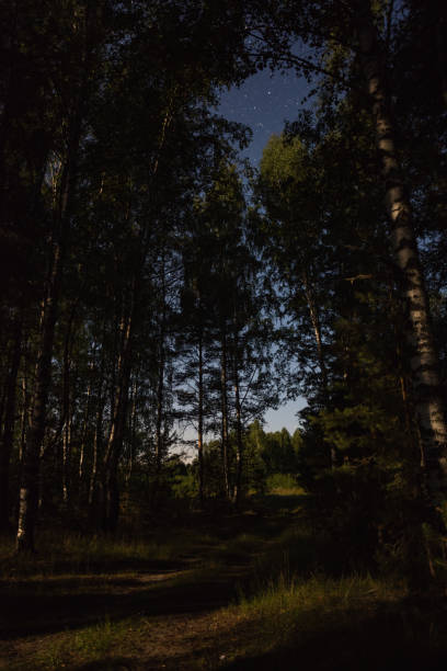 The road in the forest under the moonlight summer night