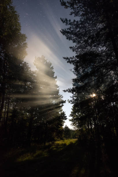 istock The road in the forest under the moonlight summer night 1058304612