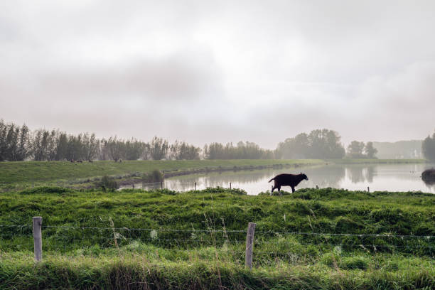 If one sheep has crossed the dam, more will follow (Dutch proverb). One dark brown sheep walks on top of a Dutch dike early in the morning of a misty day in the autumn season.