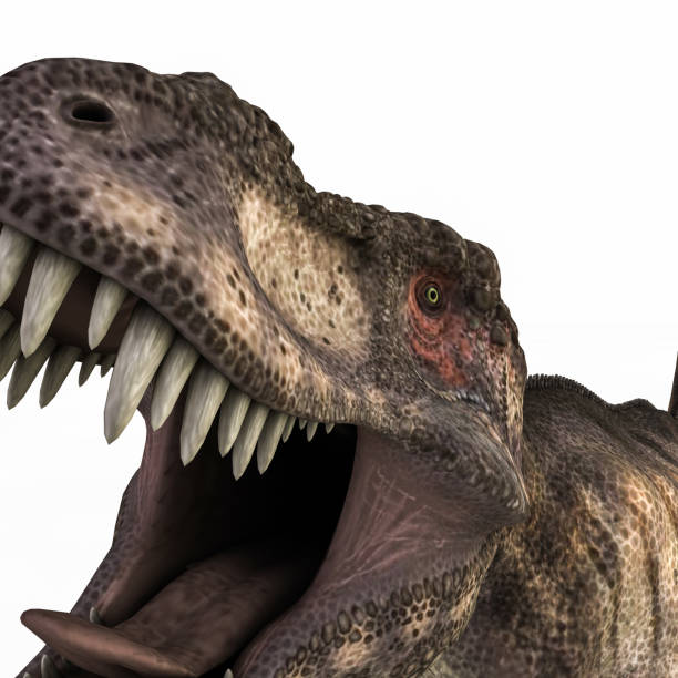 Extinction event, Dinosaurs, Cretaceous–Paleogene extinction event approx. 66 millions years ago.