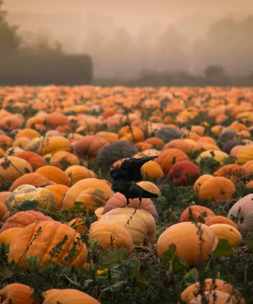 Photo of Raven in a pumpkin field