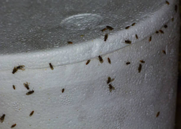 istock Little flies over an ice cream container 1058310300