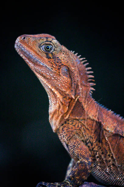 istock Wildlife Reptile Chameleon Water Dragon 1058312380