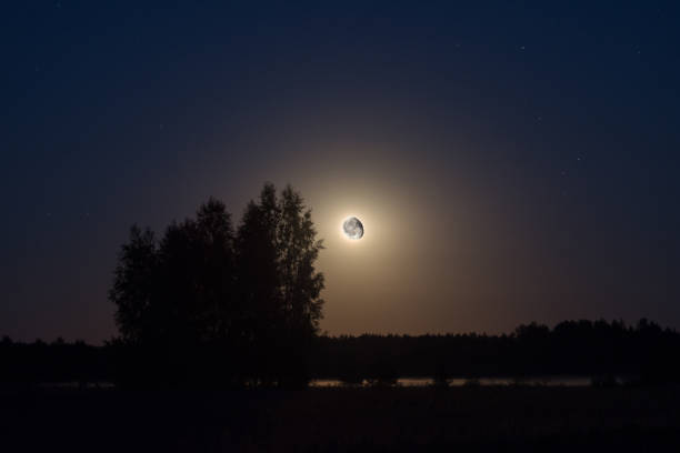 istock Fog in the moonlight among the trees 1058312566