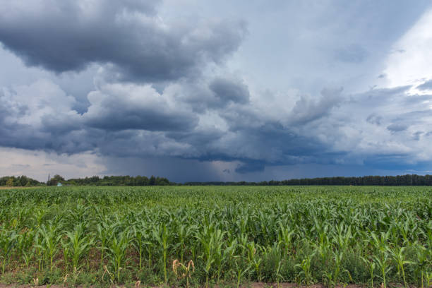 istock Dark clouds in the sky over a large cornfield on a summer day 1058312956