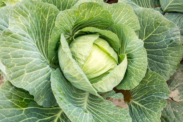 istock Fresh green cabbage field agriculture. Turkey / Izmir 1058313126