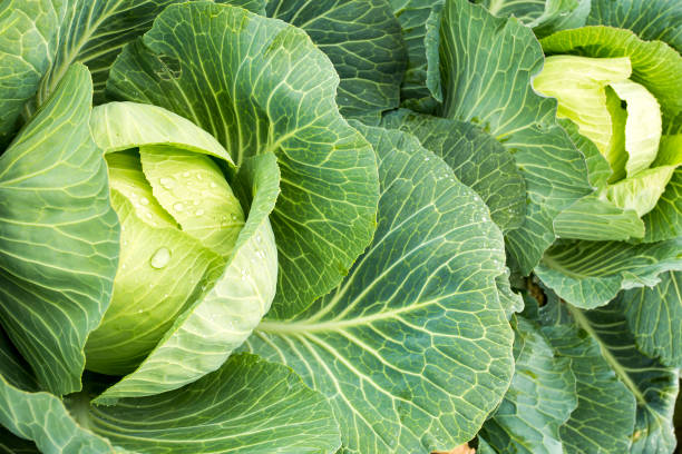 istock Fresh green cabbage field agriculture. Turkey / Izmir 1058313254