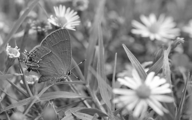 istock A gray butterfly on a blade of grass surrounded by tiny white daisy flowers 1058315078