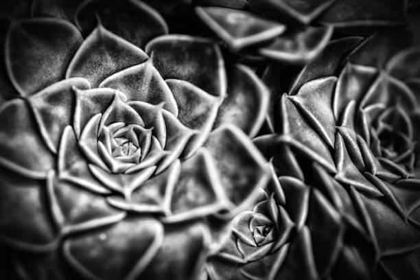 istock Graptopetalum Bellum 1058316594