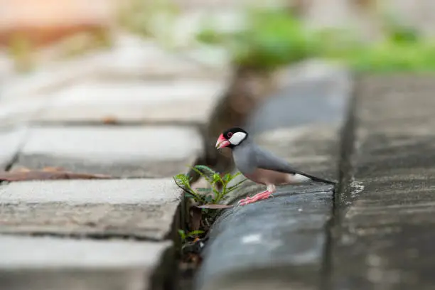 Photo of Java Sparrow,beautiful bird in nature