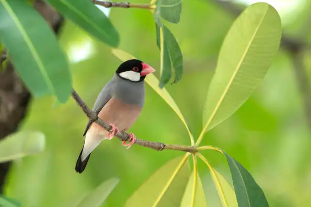 Photo of Java Sparrow,beautiful bird in nature