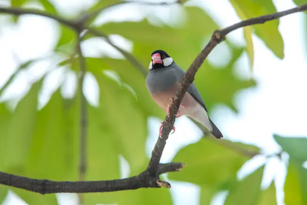 Photo of Java Sparrow,beautiful bird in nature