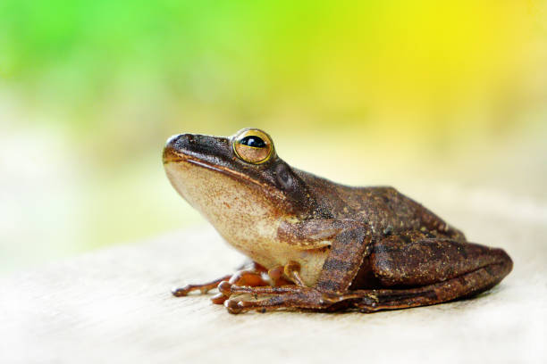 istock A tree frog is any species of frog that spends 1058320356