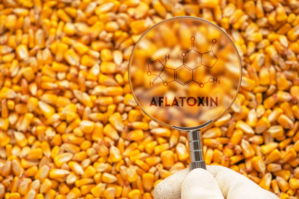 agentes carcinógenos tóxicos aflatoxinas en granos de maíz cosechados - genetic modification corn corn crop genetic research fotografías e imágenes de stock