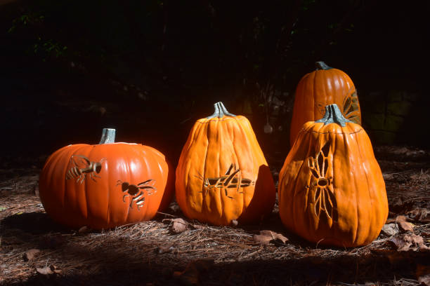 istock Carved Pumpkins with Insects in Morning Light 1058320978