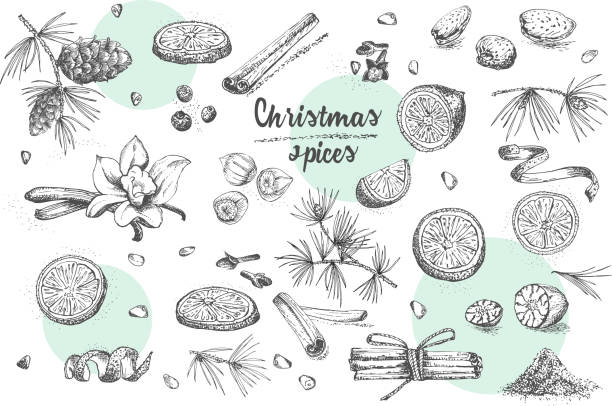 ilustraciones, imágenes clip art, dibujos animados e iconos de stock de conjunto de dibujado a mano navidad invierno especias patrón. utiliza tradicionalmente en postres caseros, vino caliente caliente, galletas hechas en casa. - nutmeg india spice nut