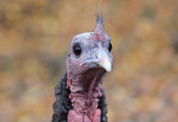 92 Wild Turkey Funny Stock Photos, Pictures & Royalty-Free Images - iStock 92 Wild Turkey Funny Stock Photos, Pictures & Royalty-Free Images - iStock