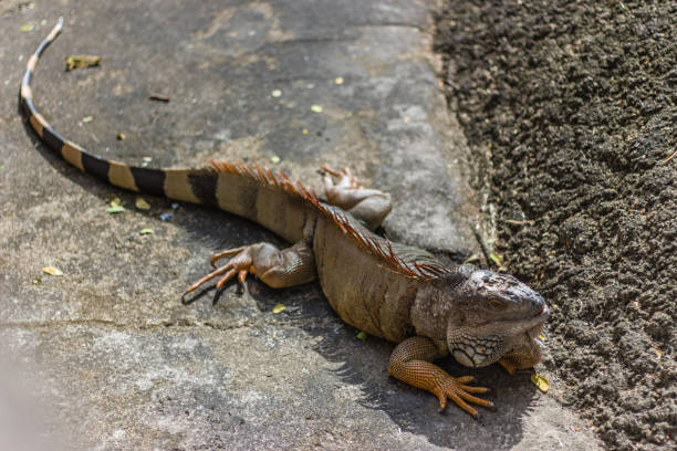 istock Iguana in public Khao Kheow Open Zoo Thailand 1058323496