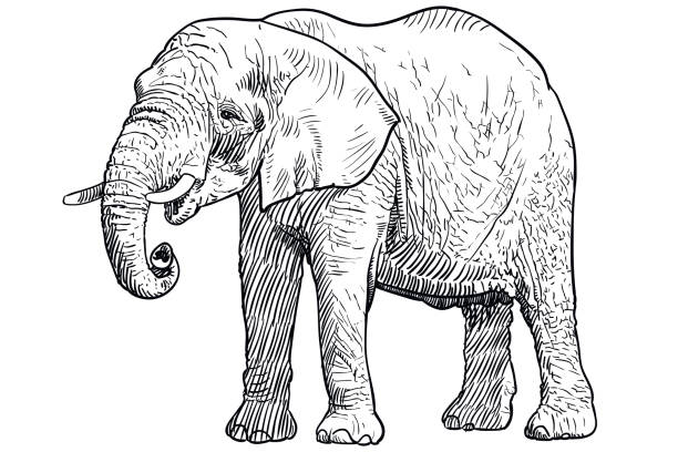 Drawing of elephant Vector drawing of an elephant elephant drawings stock illustrations