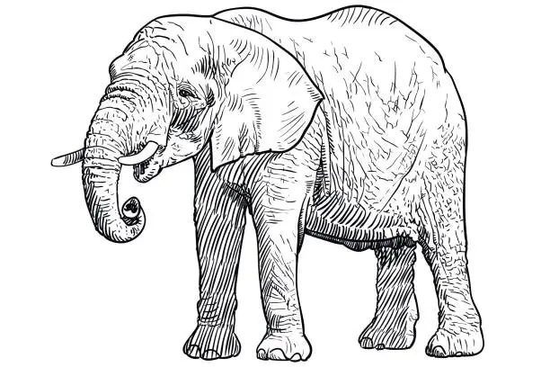 Vector illustration of Drawing of elephant